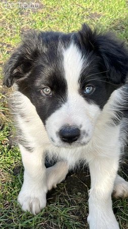 Border collie kislány kutyus