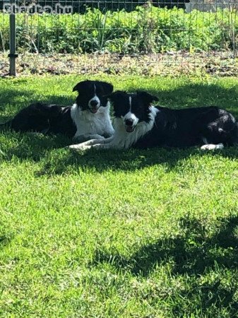 Border collie kislány kutyus