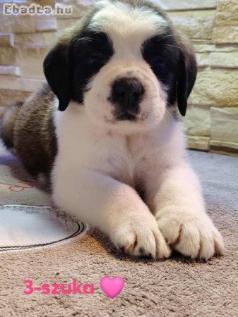 Bernáthegyi szuka kölykök