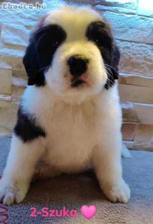 Bernáthegyi szuka kölykök