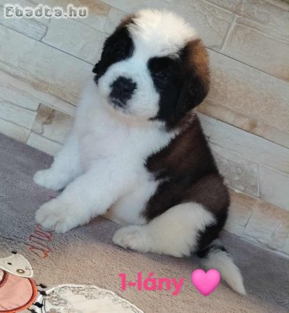 Bernáthegyi szuka kölykök