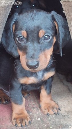 Tacskó babák gazdit keresnek.