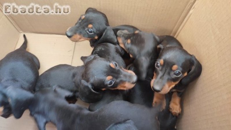 Tacskó babák gazdit keresnek.