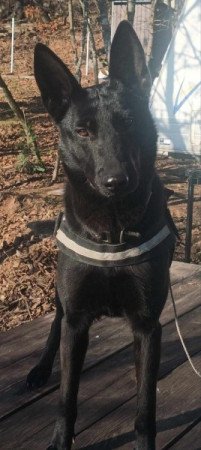 Malinois belga juhász