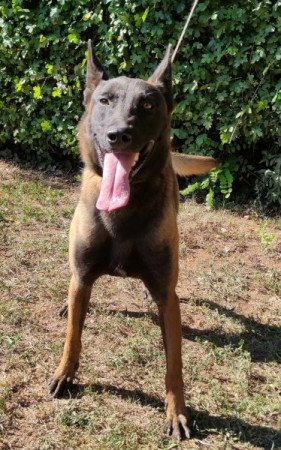 Malinois belga juhász