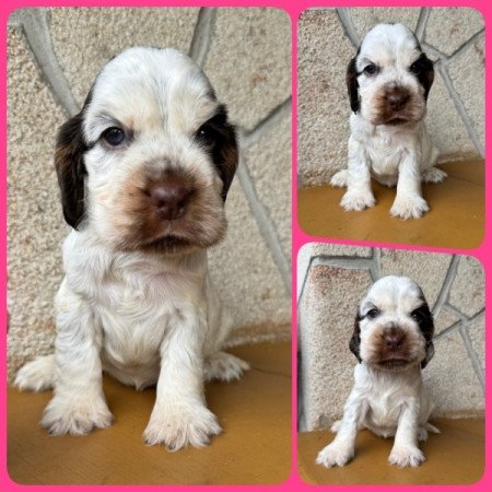 Angol cocker spániel