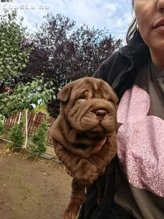 Shar-Pei kölykök eladók