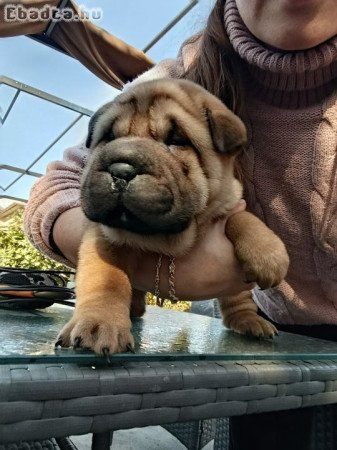 Shar-Pei kölykök eladók