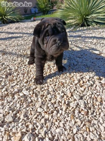 Shar-Pei kölykök eladók