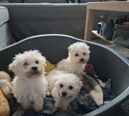 Bichon havanese
