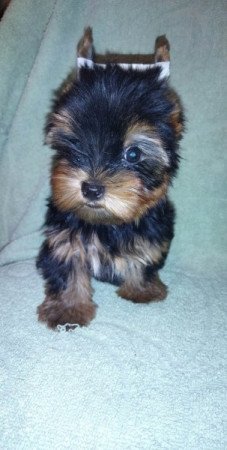 Yorkshire terrier