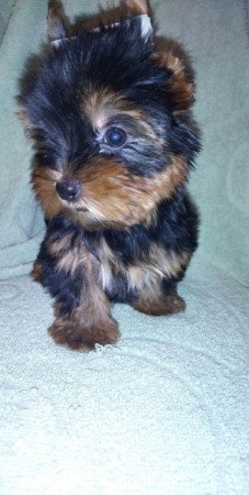 Yorkshire terrier