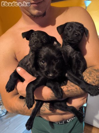 Keverék törpe pinscher