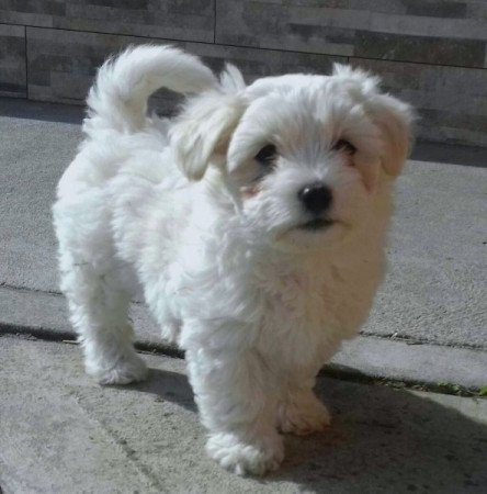 Bichon Havanese