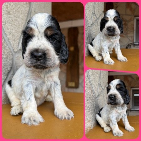 Angol cocker spániel