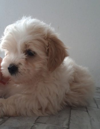 Bichon havanese