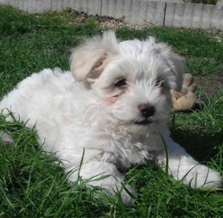 Bichon Havanese