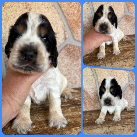 Angol cocker spániel