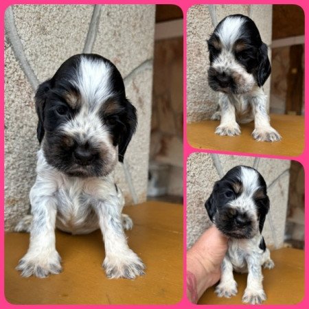 Angol cocker spániel