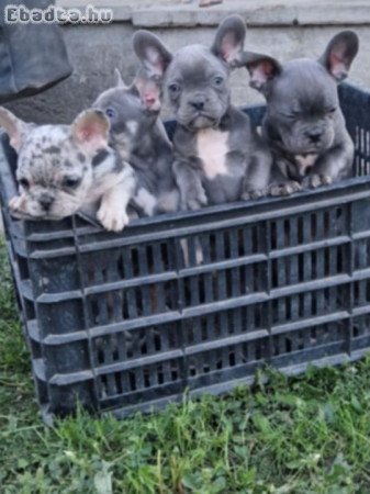 Eladó Francia Bulldog blue tan lila and tan