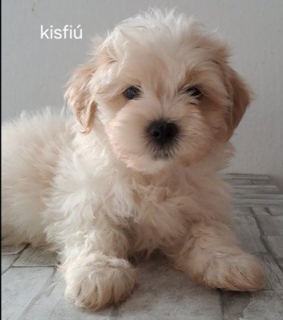 Bichon havanese