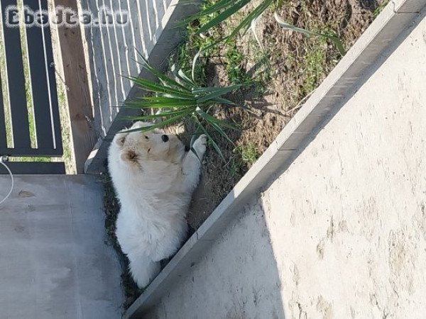 Samoyed