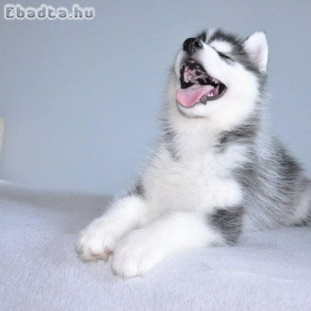 Cachorros de husky siberiano