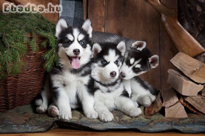 Cachorros de husky siberiano