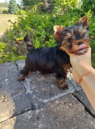 Yorkshire terrier