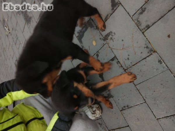 Rottweiler kiskutyák eladók