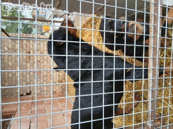 Rottweiler kiskutyák eladók