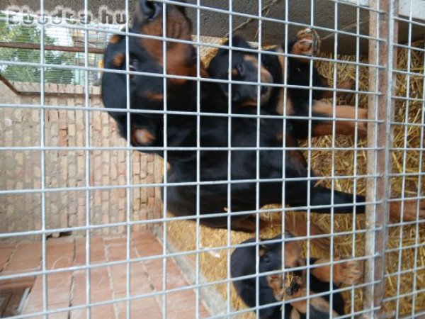 Rottweiler kiskutyák eladók