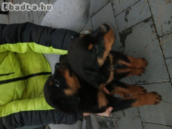 Rottweiler kiskutyák eladók