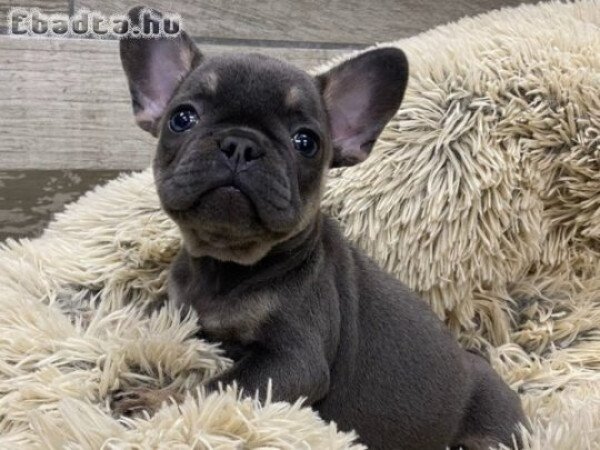 Adorables cachorros de bulldog francés