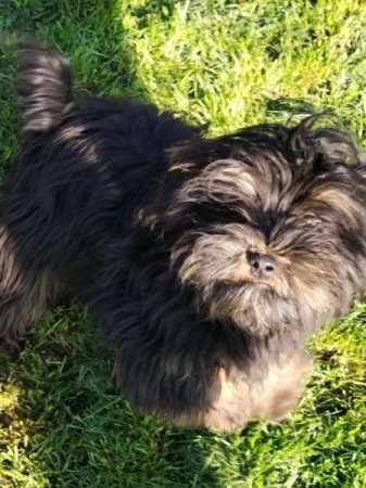 Bichon havanese