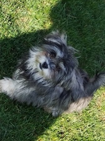 Bichon havanese