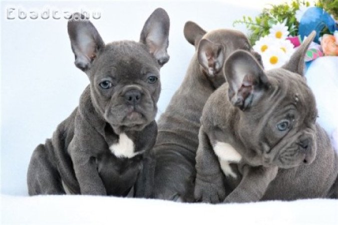 Adorables cachorros de bulldog francés