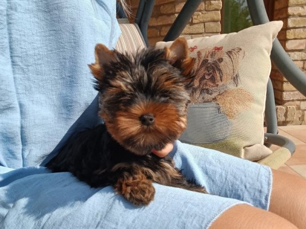 Yorkshire terrier