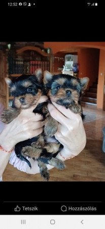 Yorkshire terrier