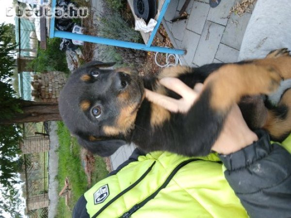Rottweiler kiskutya gazdit keres