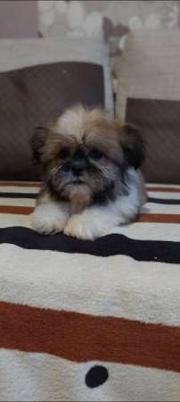 Shih -tzu