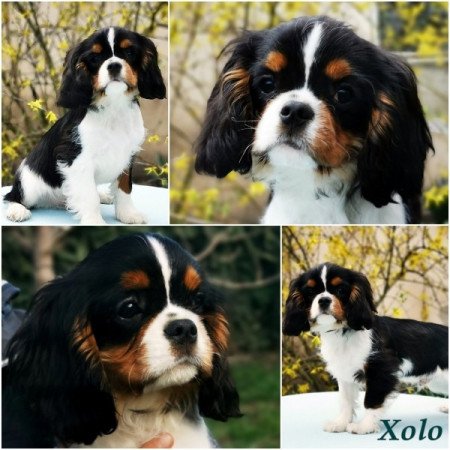 cavalier king charles spániel