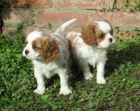 Cavalier king charles spaniel