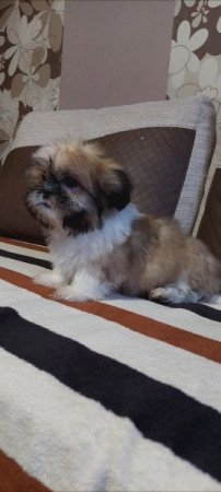 Shih -tzu