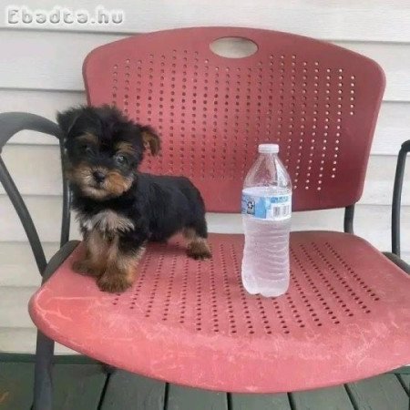 Cachorros Yorkshire Terrier