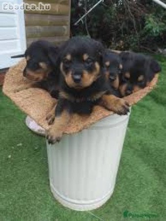 Tisztavérű rottweiler kölykök