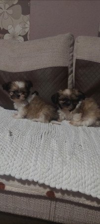 Shih -tzu