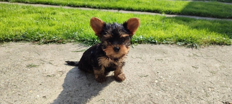 yorkshire terrier