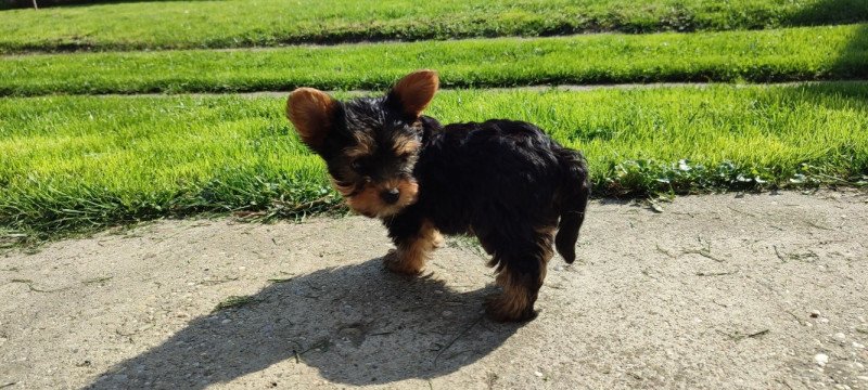 yorkshire terrier