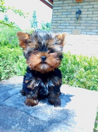 Yorkshire terrier
